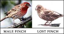 finches, not as innocent as they appear